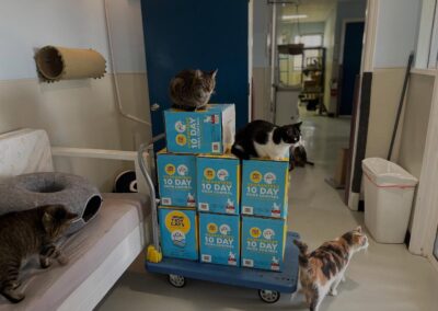Spread the Love- Port City Cat Rescue